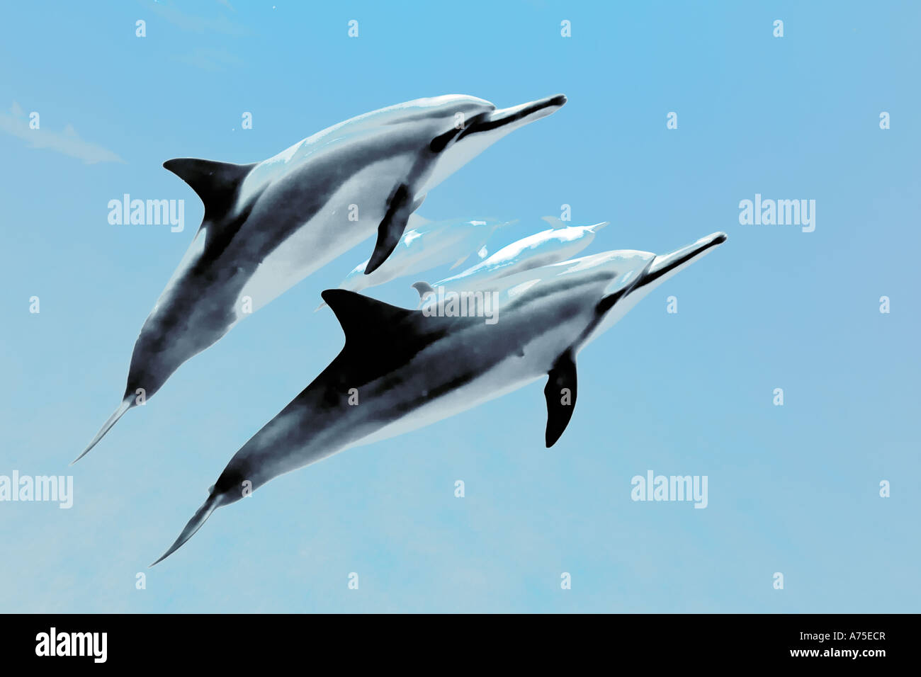 Spinner delfini Stenella longirostris Big Island delle Hawaii USA Foto Stock
