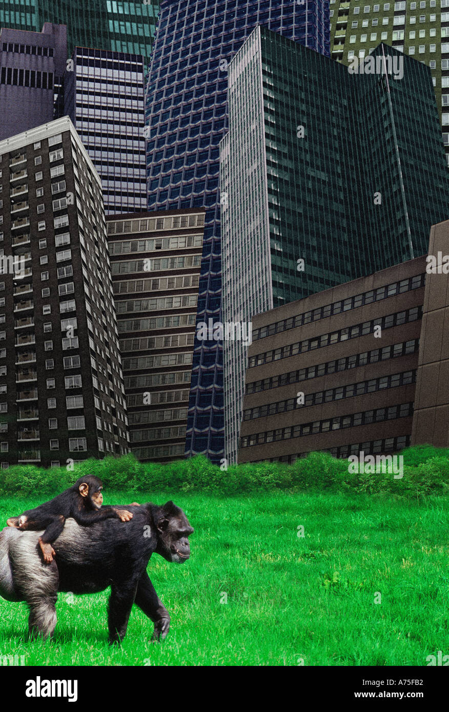 Gorilla di madre e bambino, edifici moderni e l'ambiente Foto Stock