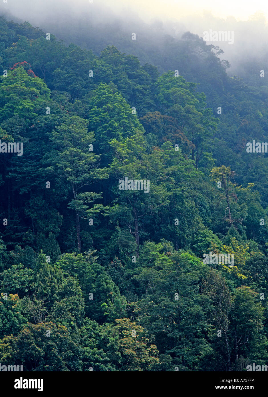 NEYYAR Wildlife Sanctuary TRIVANDRUM KERALA Foto Stock