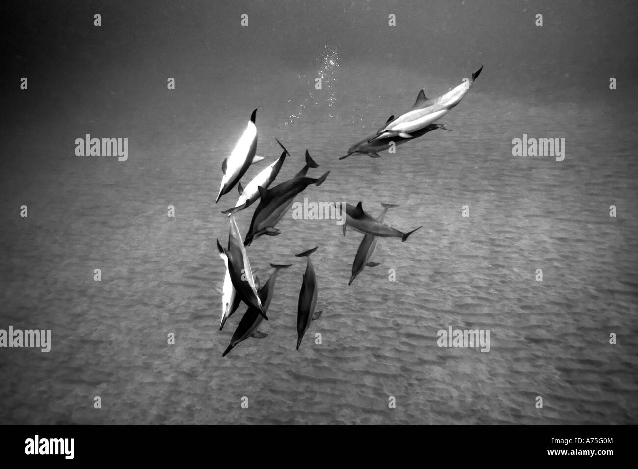 Pod di spinner delfini Stenella longirostris GIOCA Big Island delle Hawaii USA Foto Stock