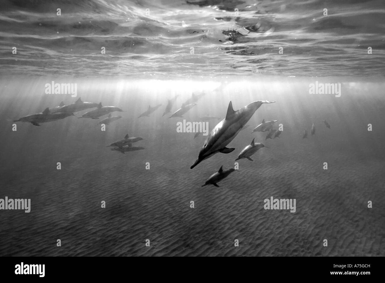 Spinner delfini Stenella longirostris in prossimità della superficie di Big Island delle Hawaii USA Foto Stock