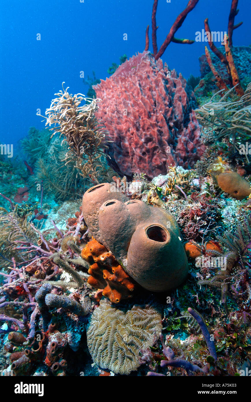 Reef ricoperta di coralli e spugne in Florida Foto Stock