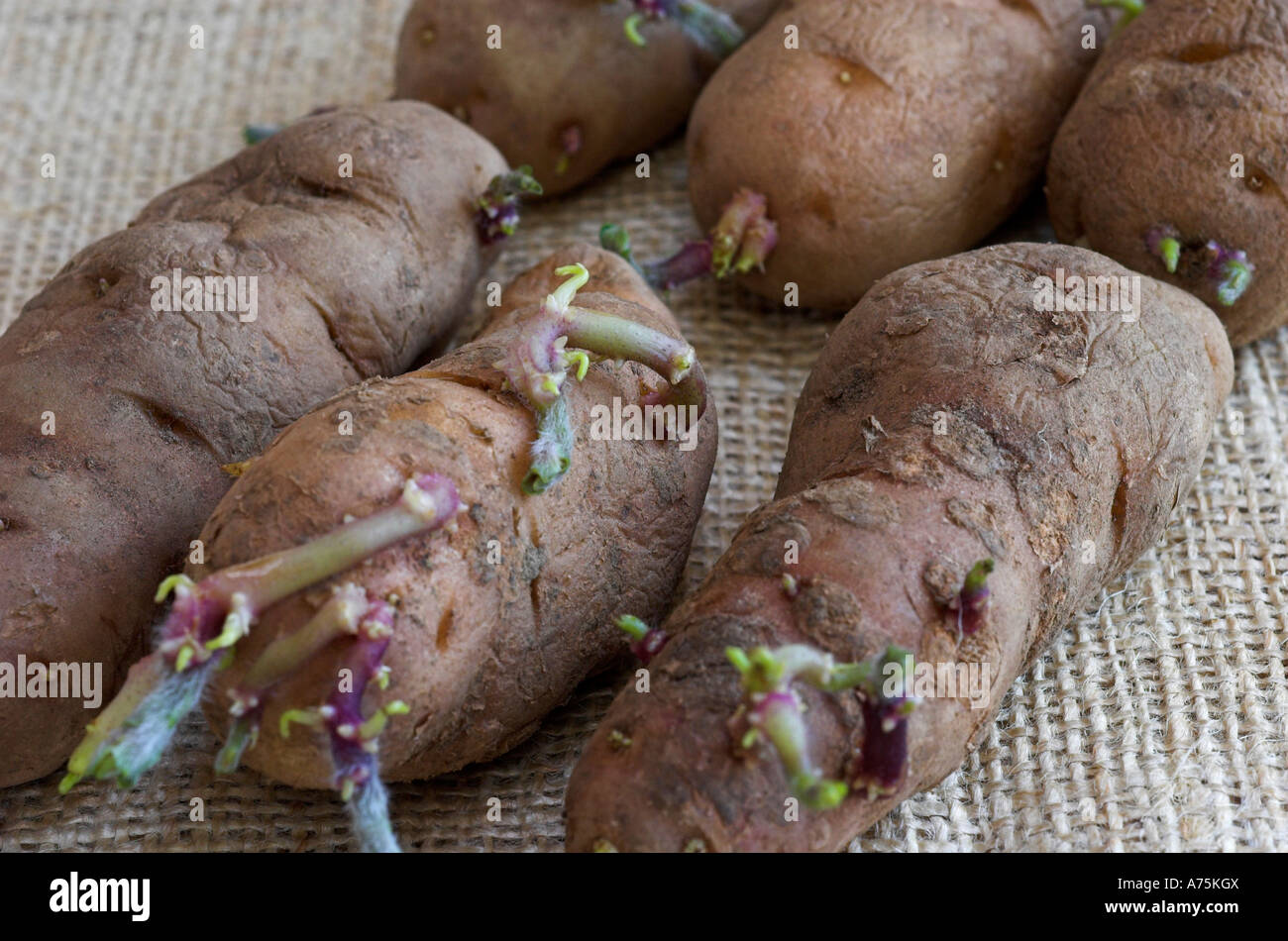 Secondo inizio Anya tuberi seme di patate chitting. Foto Stock