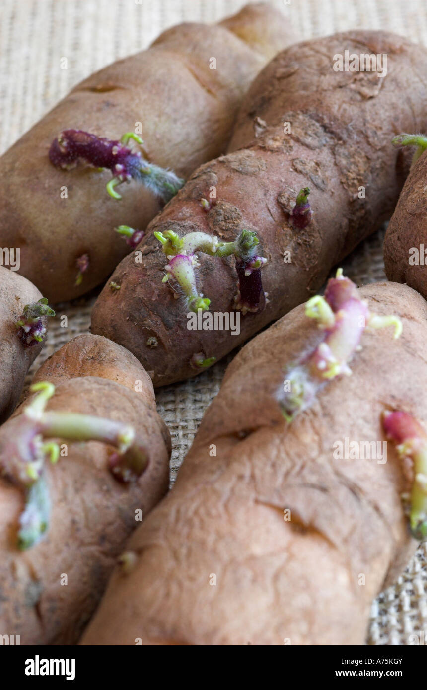 Secondo inizio Anya tuberi seme di patate chitting. Foto Stock