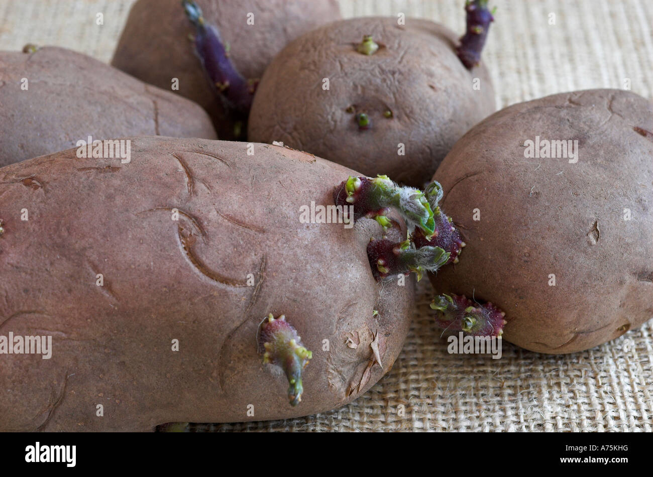 Coltivazione principale Desiree tuberi seme di patate chitting. Foto Stock