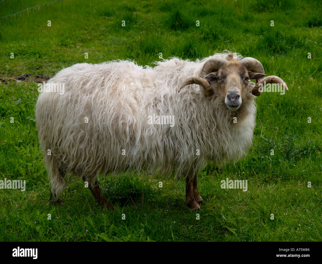 Impressionante cercando di ram con spesso strato di lana e ricci grandi corna arricciata in un campo di erba ovini Foto Stock