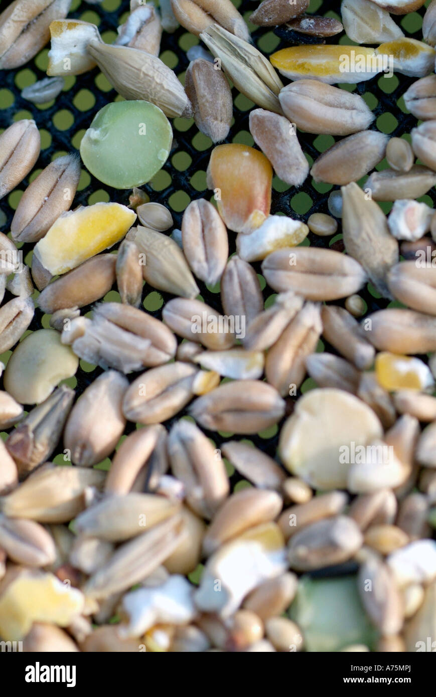 Cibo per uccelli Foto Stock