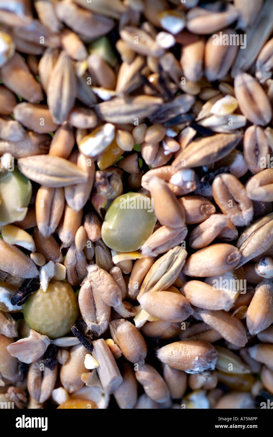 cibo per uccelli Foto Stock