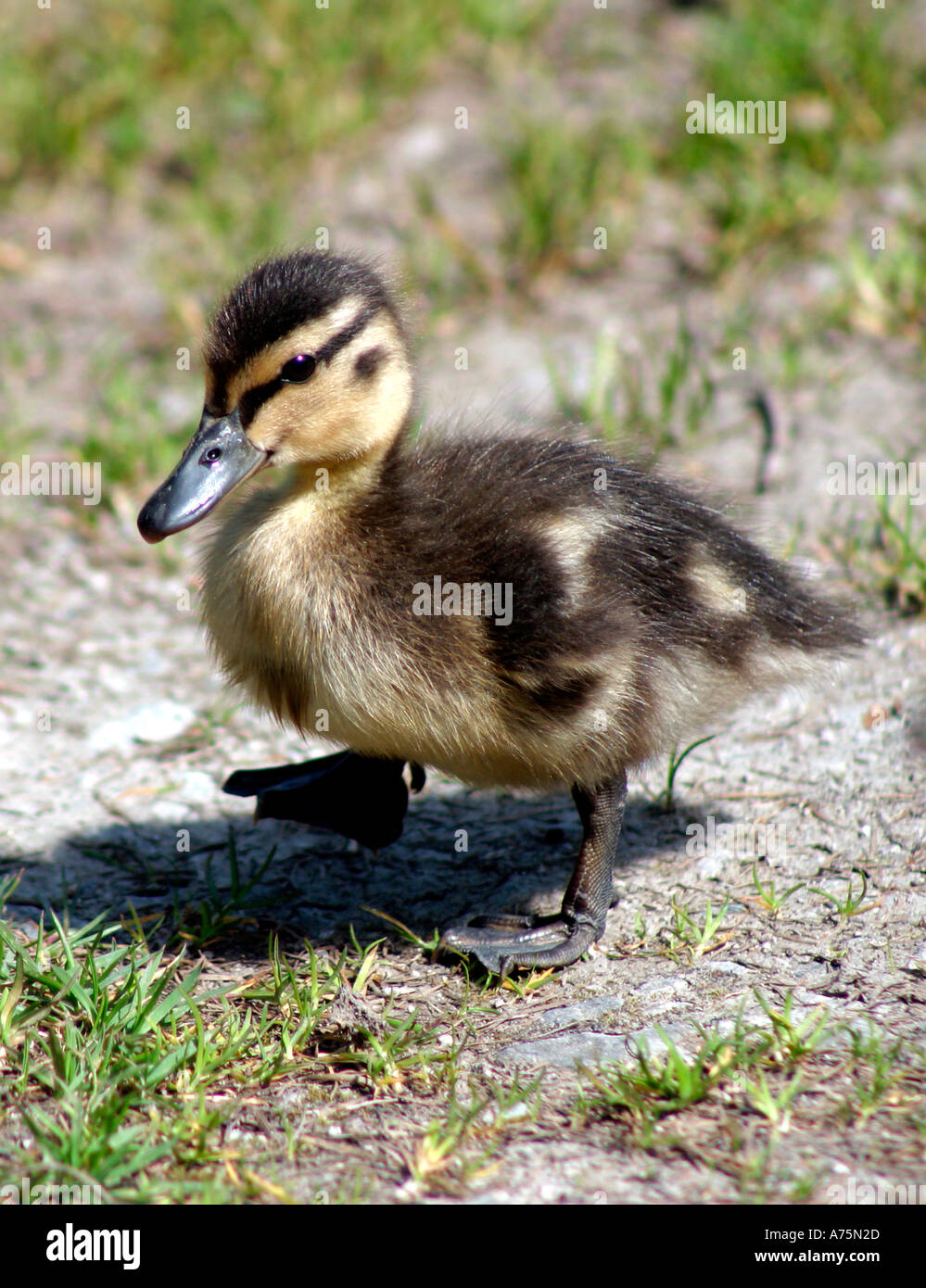 Comune pulcino di Germano Reale Anas platyrhynchos Foto Stock