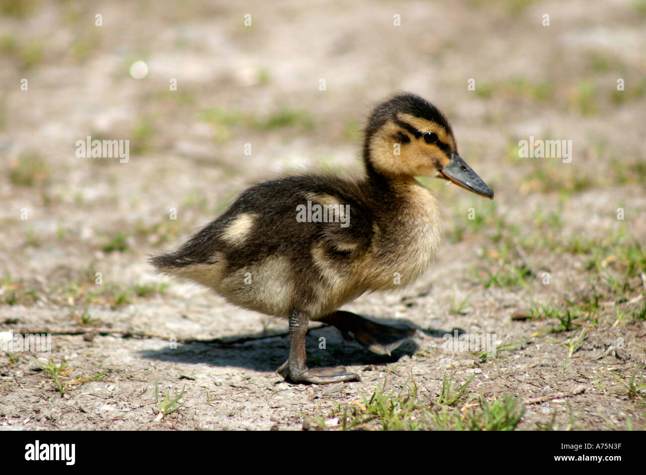 Comune pulcino di Germano Reale Anas platyrhynchos Foto Stock