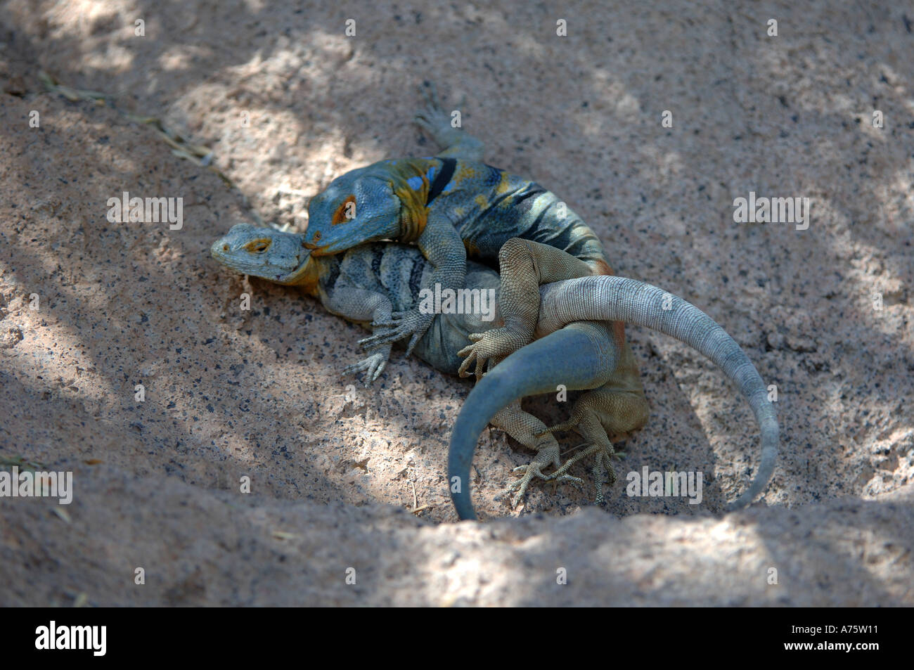 Roccia blu lucertole coniugata Arizona USA captive Foto Stock