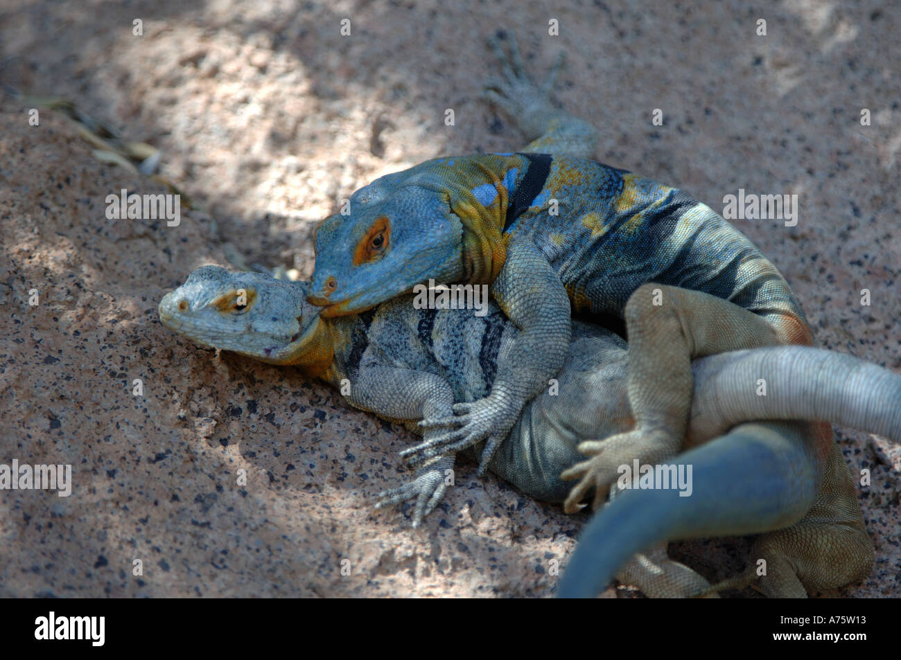 Roccia blu lucertole coniugata Arizona USA captive Foto Stock