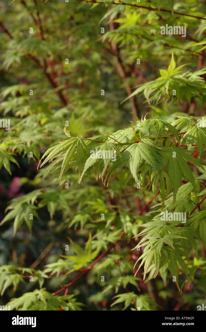 Acer palmatum Sango Kaku giapponese di foglie di acero in primavera Foto Stock