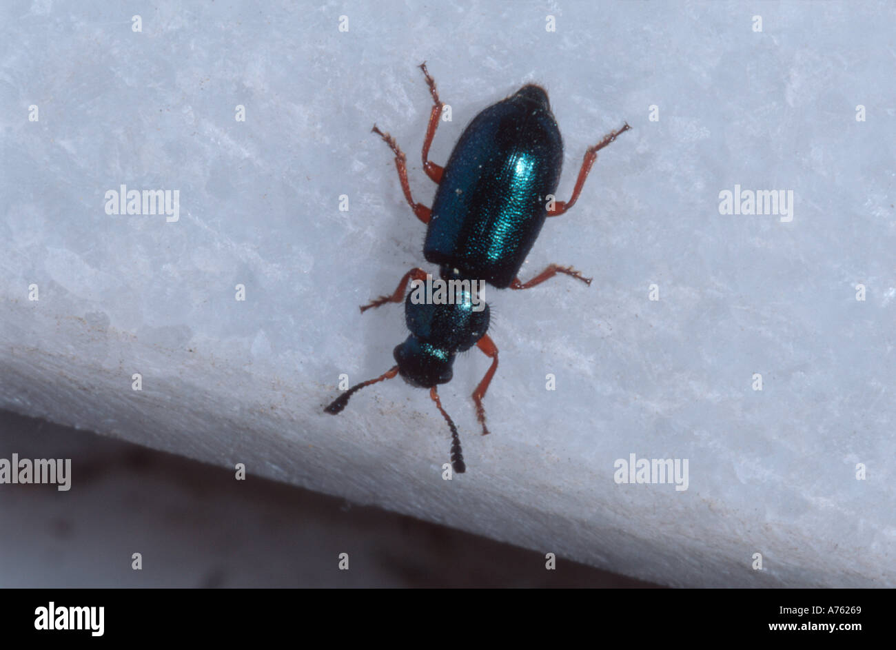 Necrobia rufipes sulla lapide di marmo Foto Stock