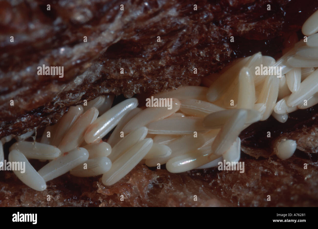 Lucilia sericata Diptera Calliphoridae uova su carrion Foto Stock