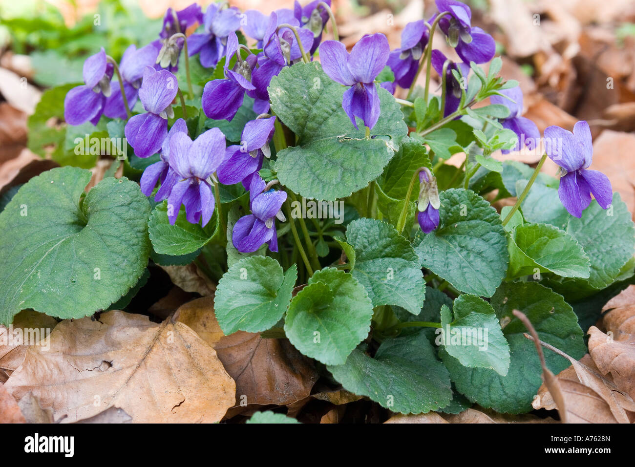 Fiori Viola Viola odorata close up Foto Stock