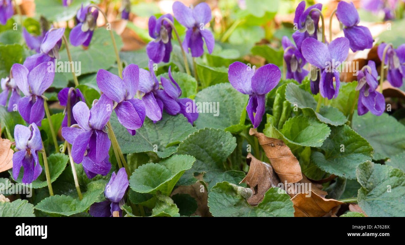 Fiori Viola Viola odorata close up Foto Stock
