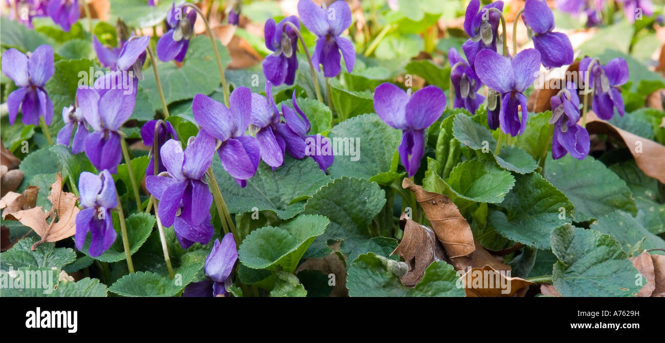 Fiori Viola Viola odorata close up Foto Stock