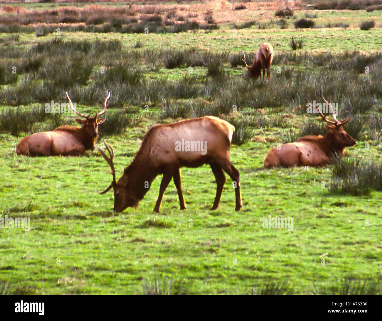 Roosevelt elk Cervus elaphus roosevelti Foto Stock