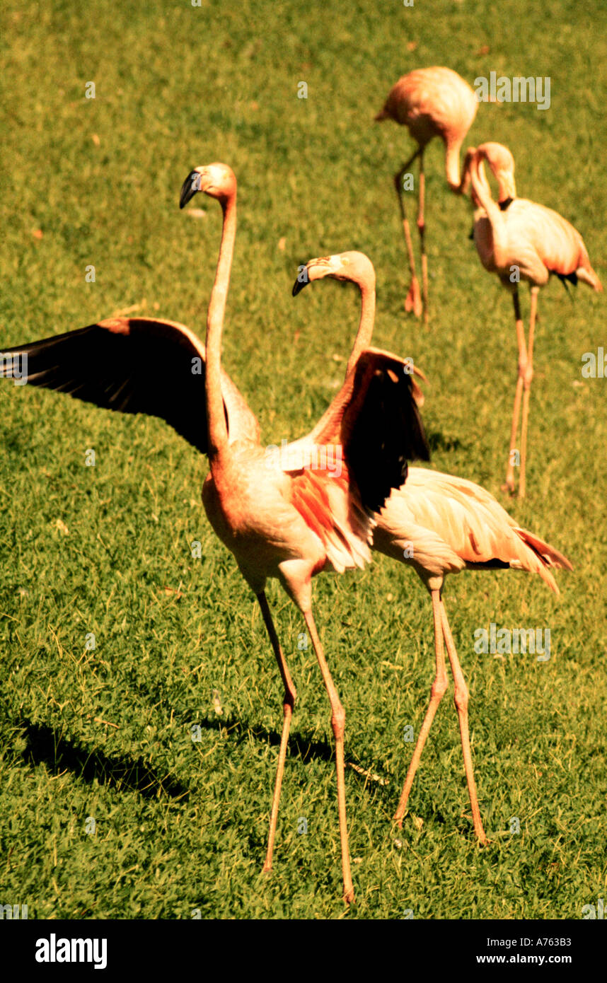 Fenicotteri rosa in un parco delle Hawaii Foto Stock