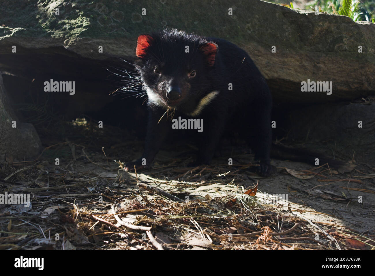 Diavolo della Tasmania, sarcophilus harrisi, juvenille singolo Foto Stock