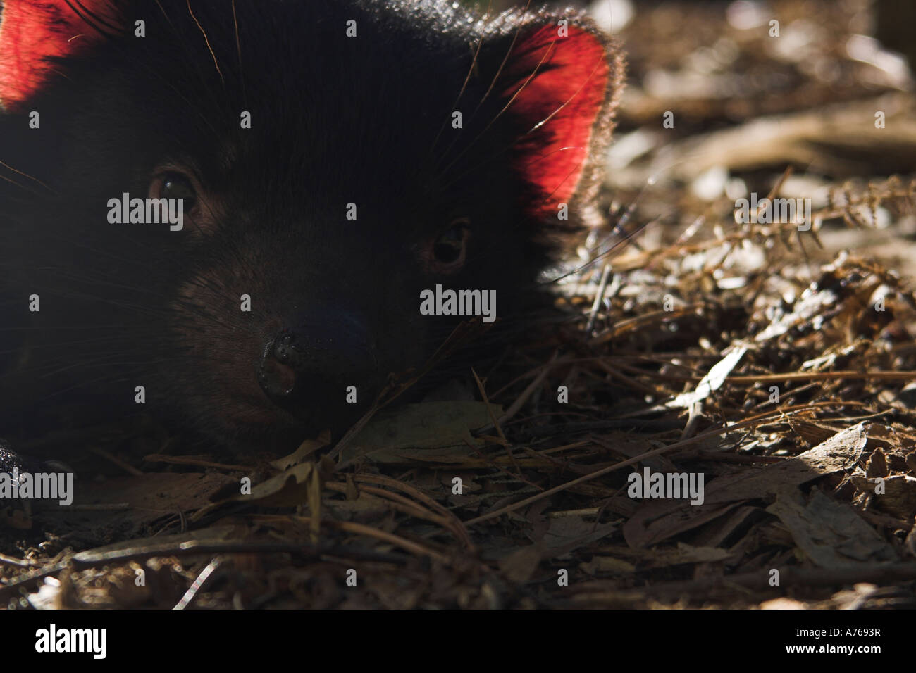 Diavolo della Tasmania, sarcophilus harrisi, juvenille singolo Foto Stock