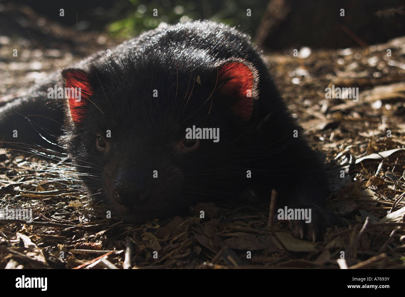 Diavolo della Tasmania, sarcophilus harrisi, juvenille singolo Foto Stock