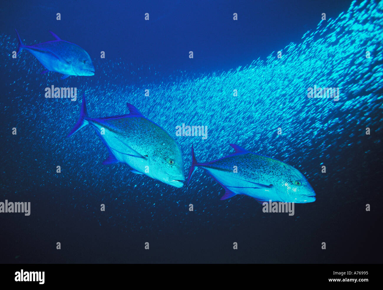 Il tonno rosso di carangidi Caranx sexfasciatus scuola di caccia di Silversides Mar Rosso in Egitto Foto Stock