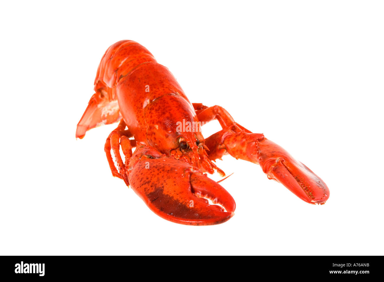 Intero cotto rosa aragosta su un puro sfondo bianco. Foto Stock
