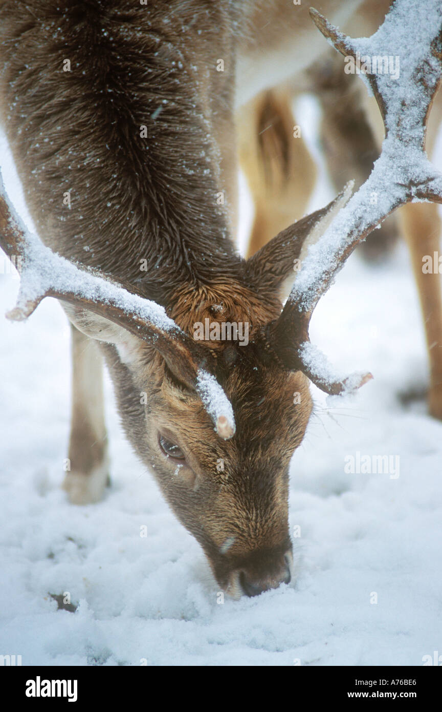 Daini Buck in Snow captive Foto Stock