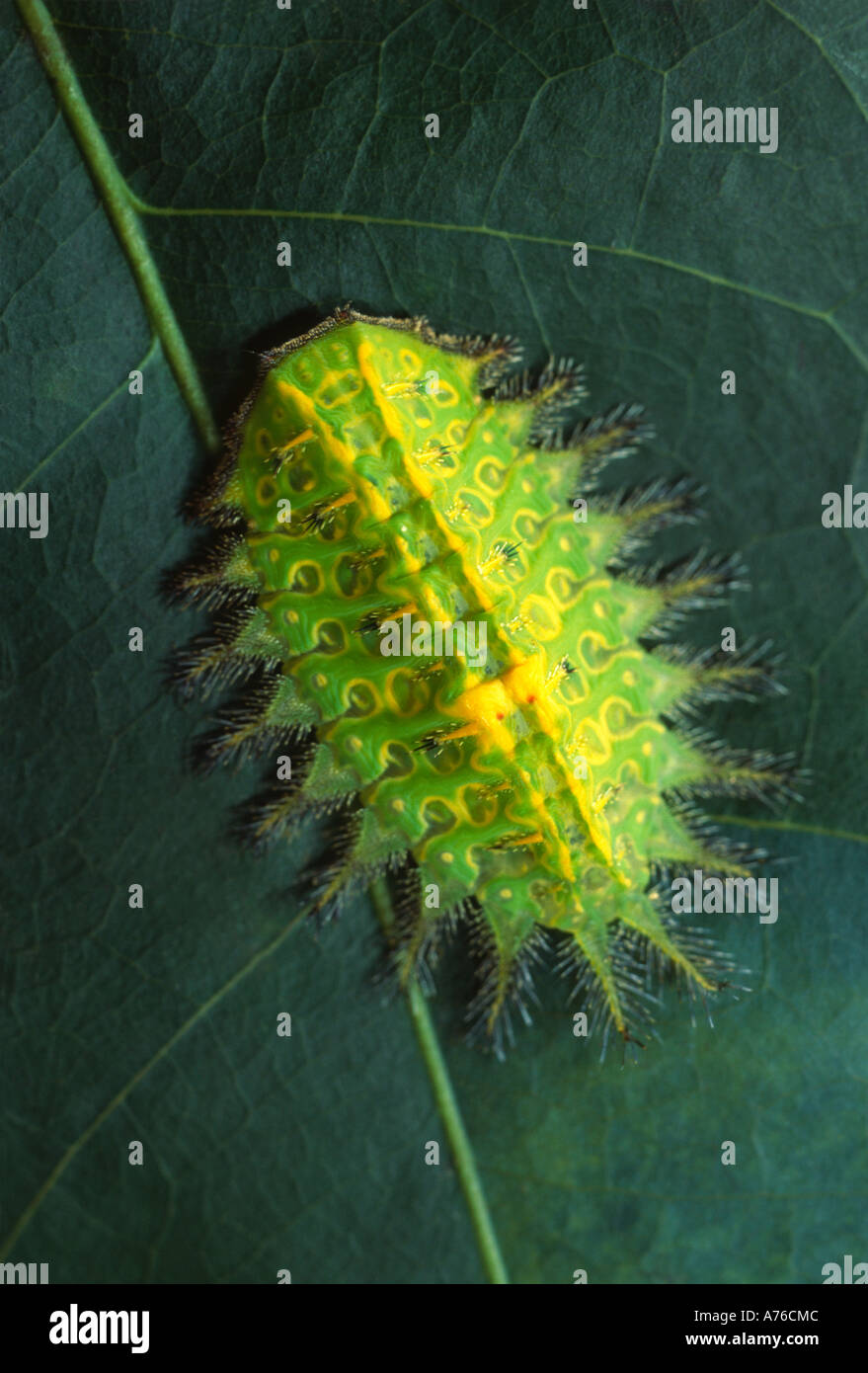 Slug caterpillar, Limacodidae, con sensazioni puntorie peli e brillante colorazione di avvertimento colorazione, la foresta pluviale amazzonica Foto Stock