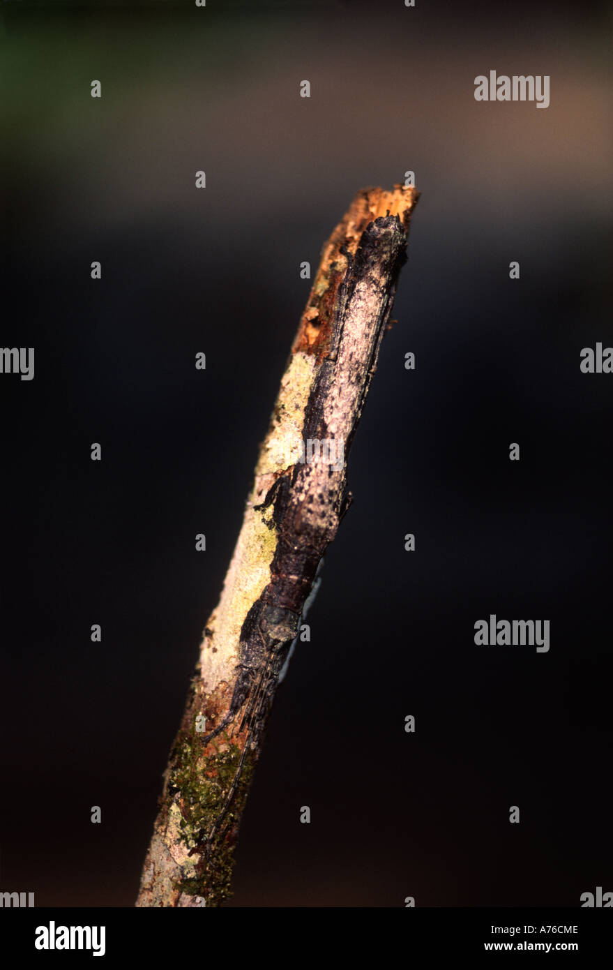 Il Lichen mimare un bastone, Ordine Phasmida, bacino amazzonico, Perù Foto Stock