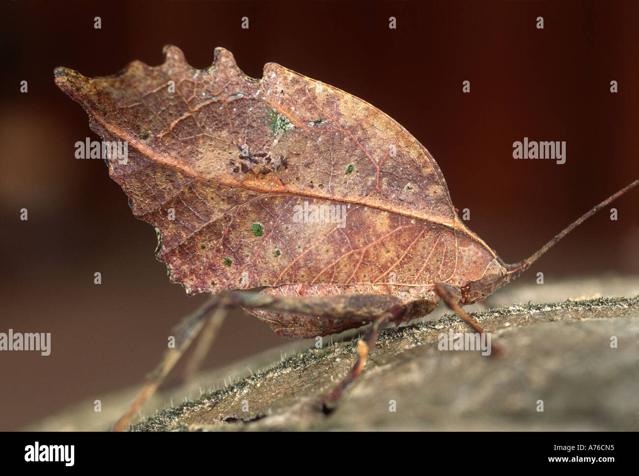Mimica, foglia-imitare, leaf mimare katydid, Typophyllum sp., la foresta pluviale amazzonica, Loreto, Perù. Foto Stock