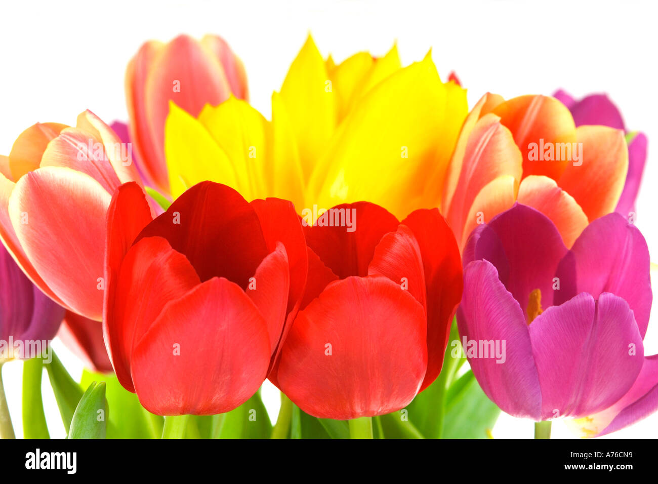 Un mazzetto di primavera tulipani (tulipa) su un puro sfondo bianco. Foto Stock