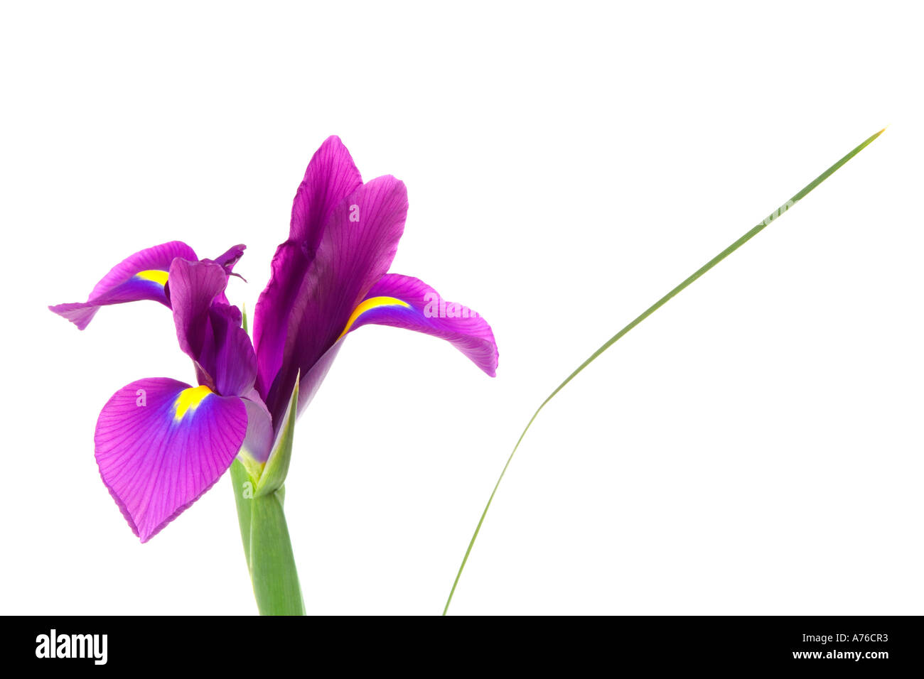 Close up di un viola malva iris magenta bloom testa su un puro sfondo bianco. Foto Stock
