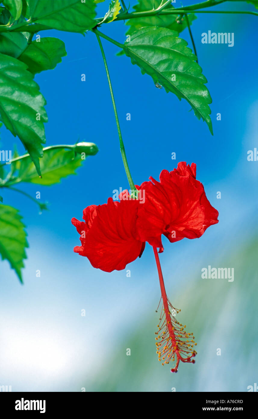 Un rosso brillante (hibiscus acetosella) bloom appeso a un albero contro un cielo blu. Foto Stock