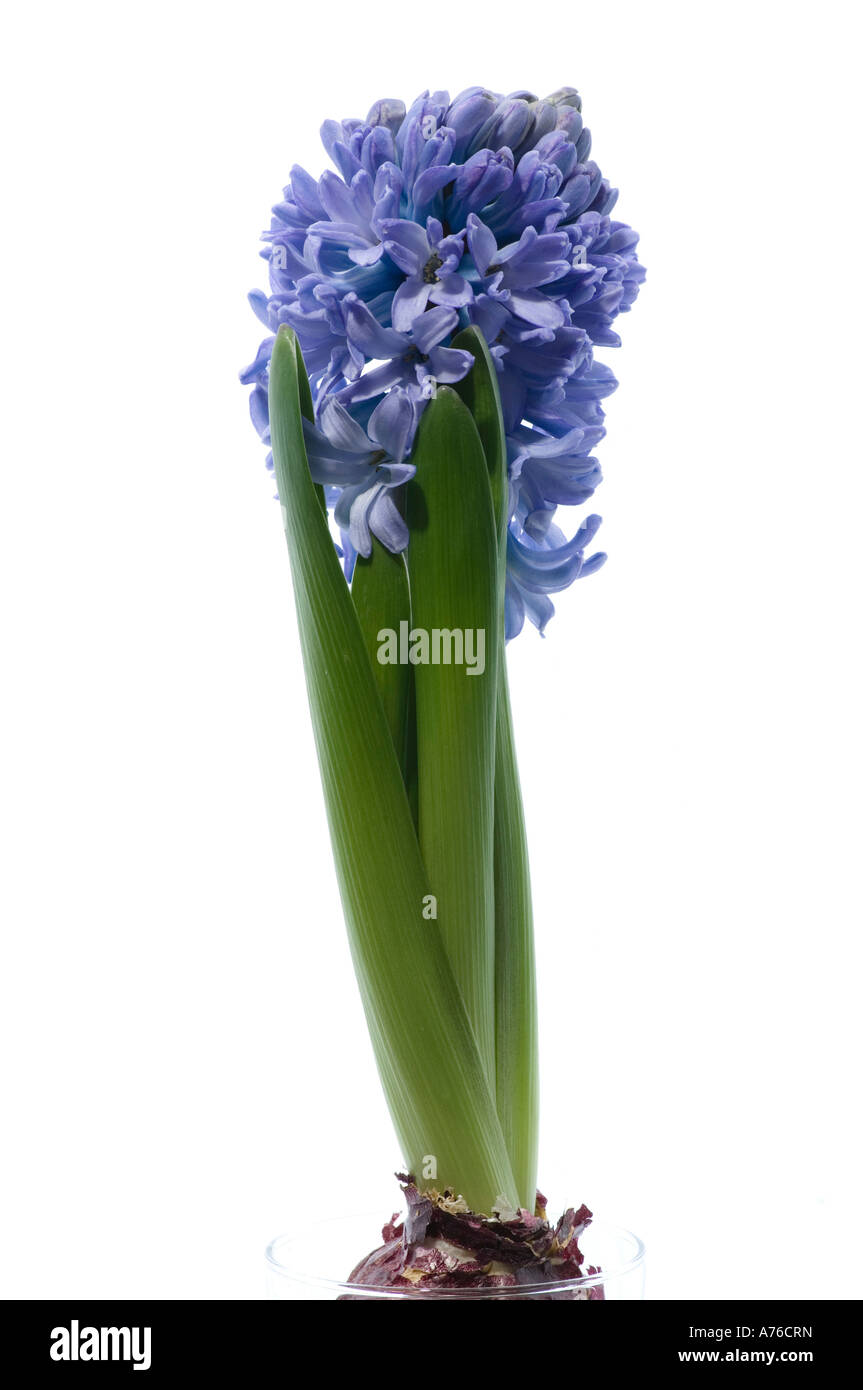 Fiore di Giacinto viola pallido su sfondo bianco Foto Stock