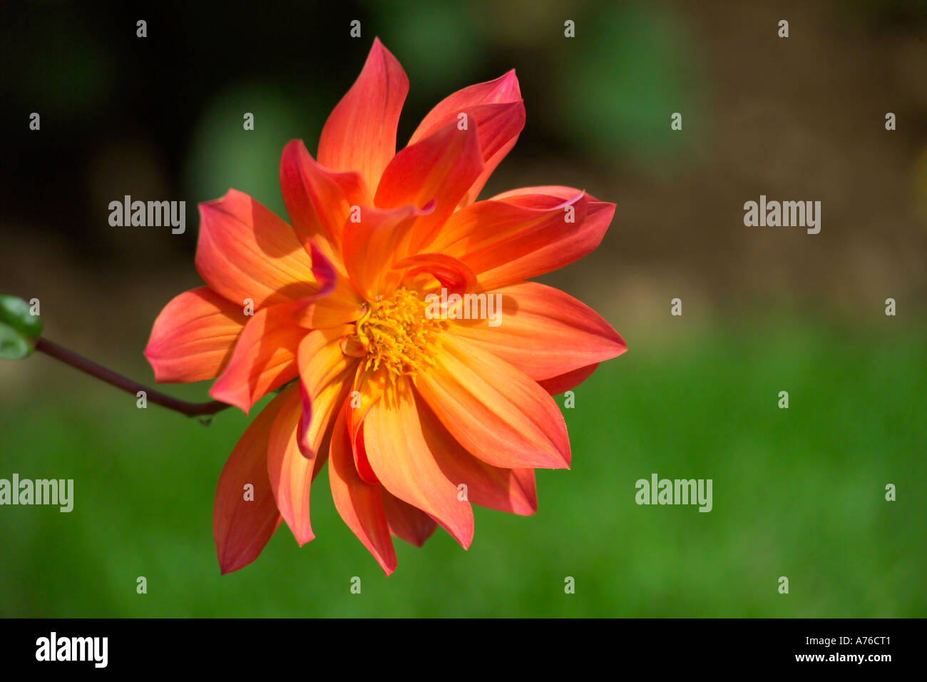 Un luminoso rosso arancione Fiore Dahlia testa contro uno sfondo verde. Foto Stock