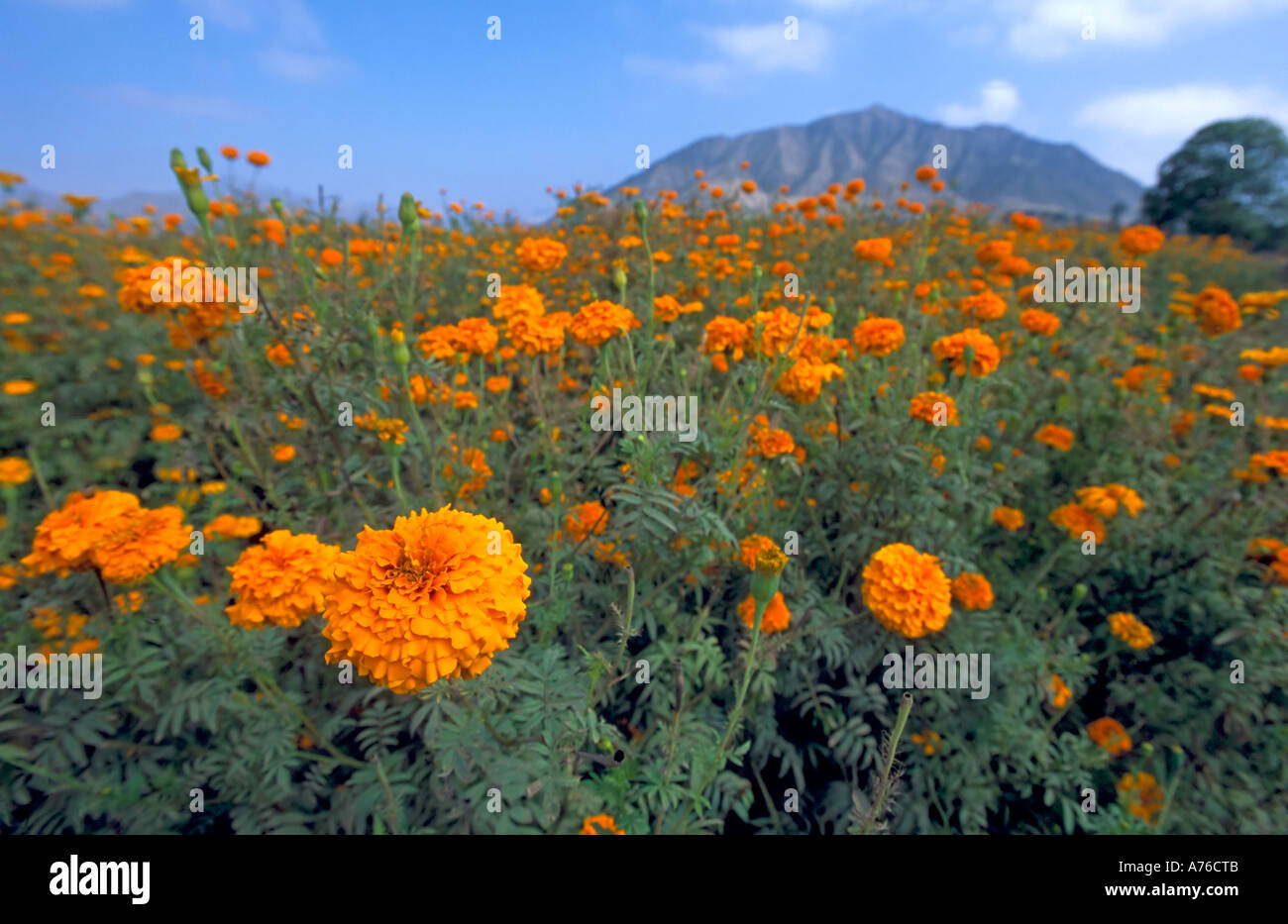 A chiudere un ampio angolo di visione di arancio Le calendule (tagetes) che cresce in un campo. Foto Stock