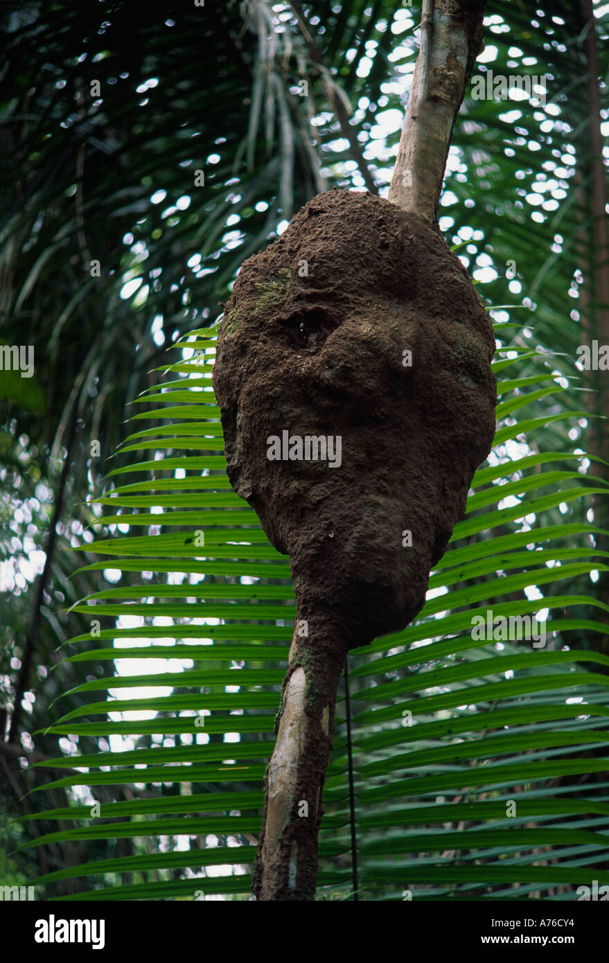 Termite nido su albero nella foresta pluviale tropicale Foto Stock