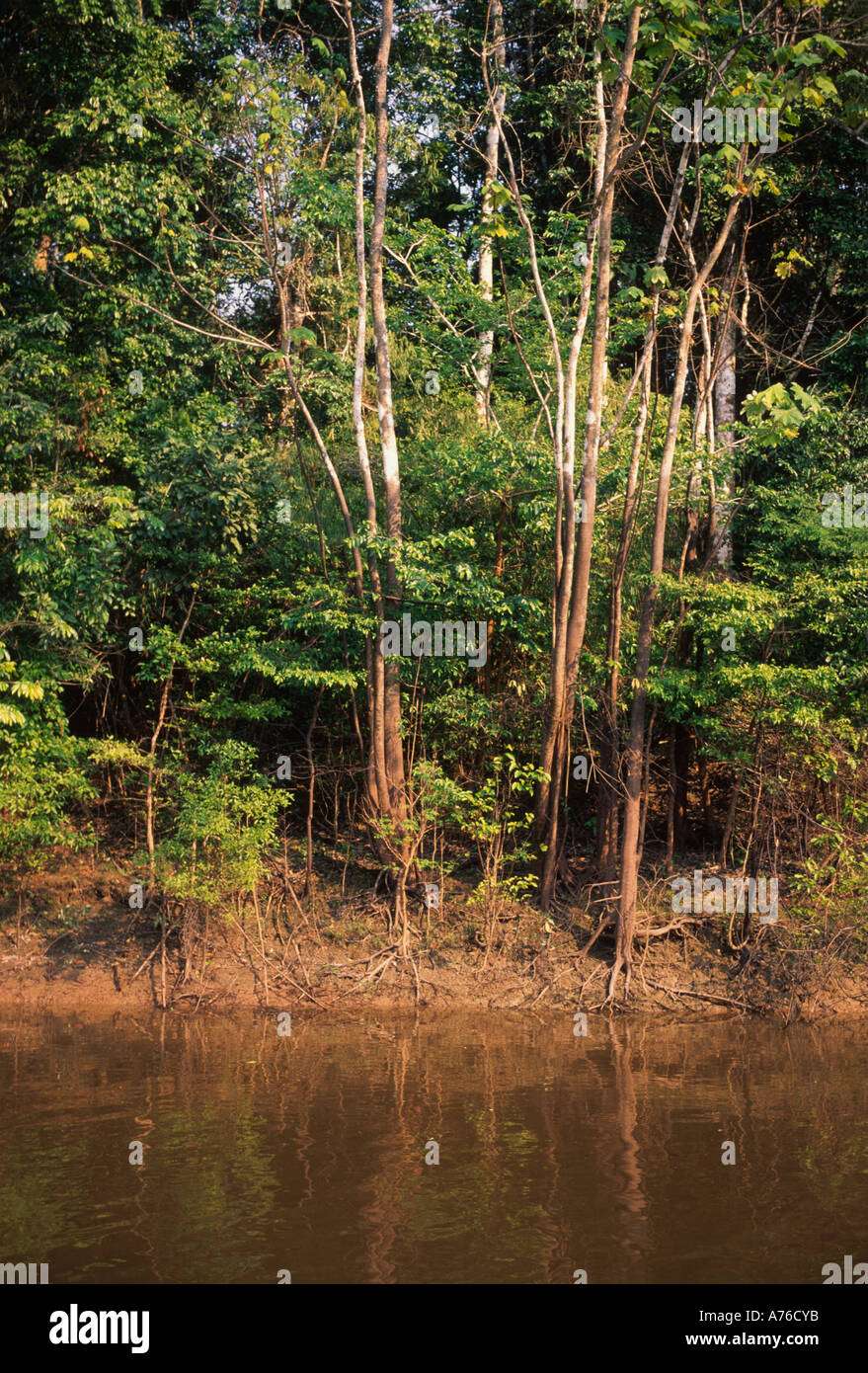 High water mark visibile (bianco/marrone) tranistion su riverside alberi durante la stagione secca, Yarapa River, bacino amazzonico Foto Stock