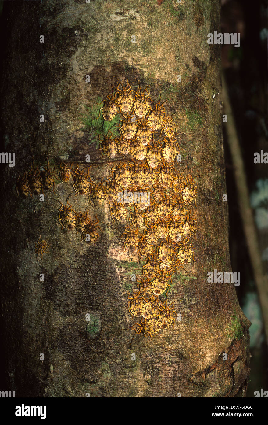 Gruppo di insetti scala clustered sul lato di un albero della foresta pluviale tropicale, bacino amazzonico Foto Stock