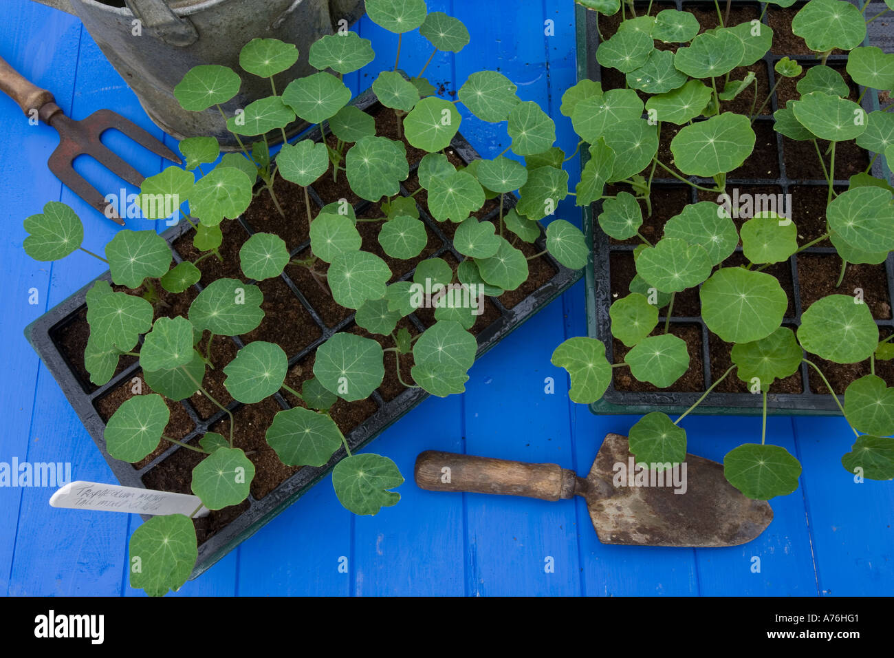Nasturtium piantine Foto Stock
