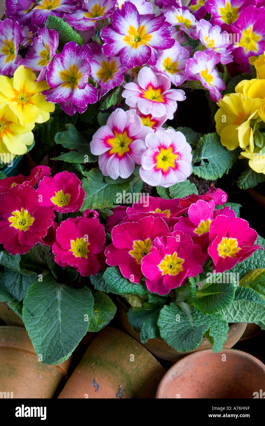 Fiori Polyanthus la molla ancora vita Foto Stock