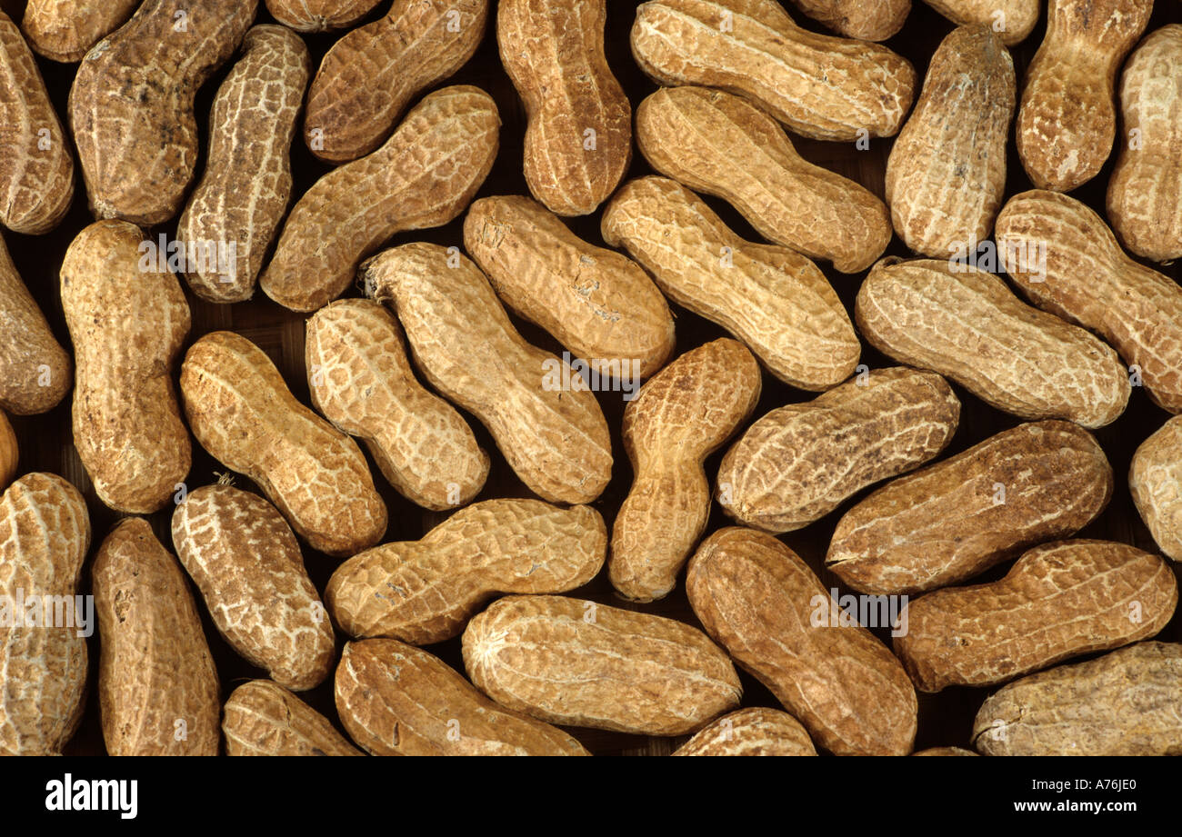 Erdnuss arachidi Foto Stock