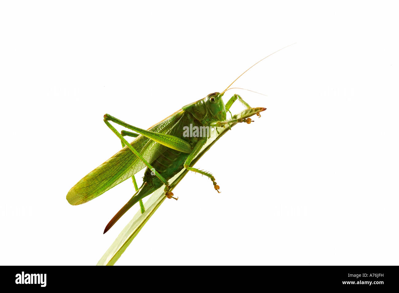 Grasshopper seduta sulla foglia, vista laterale Foto Stock