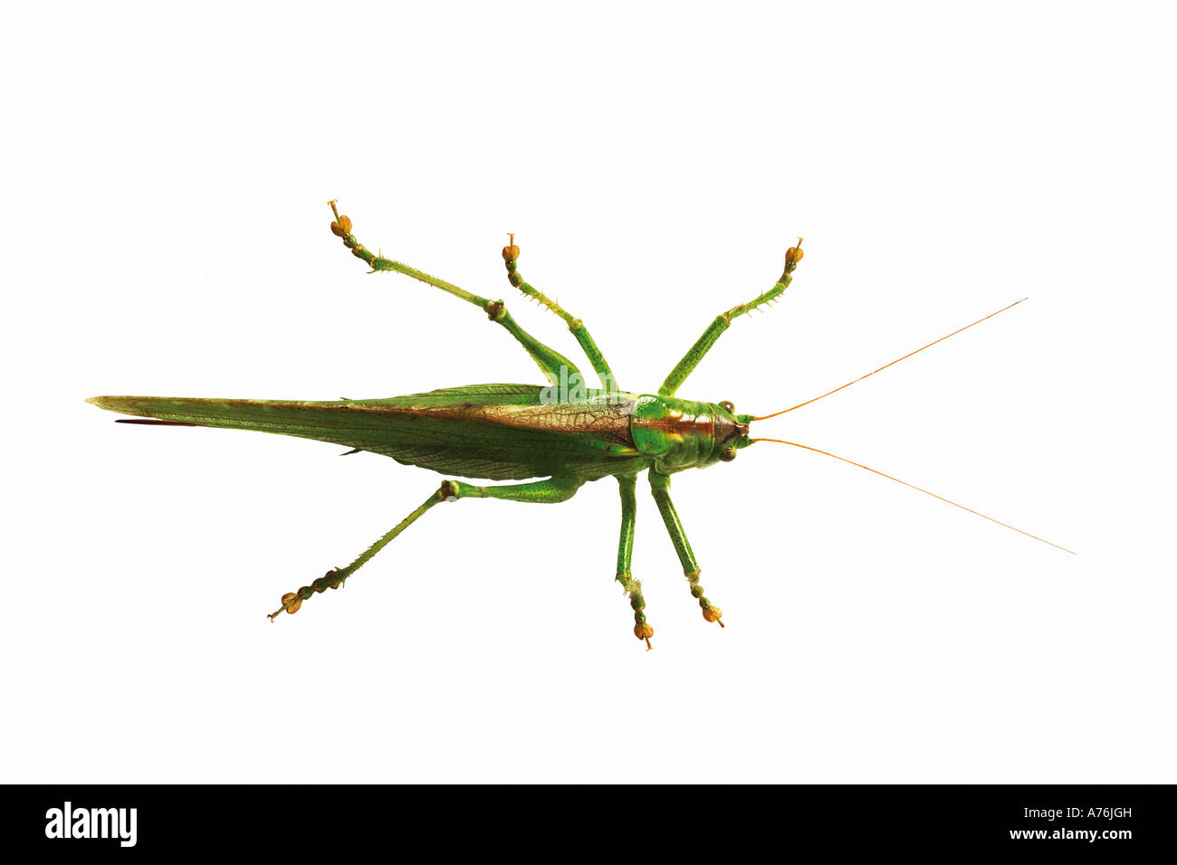 Grasshopper, vista in elevazione Foto Stock