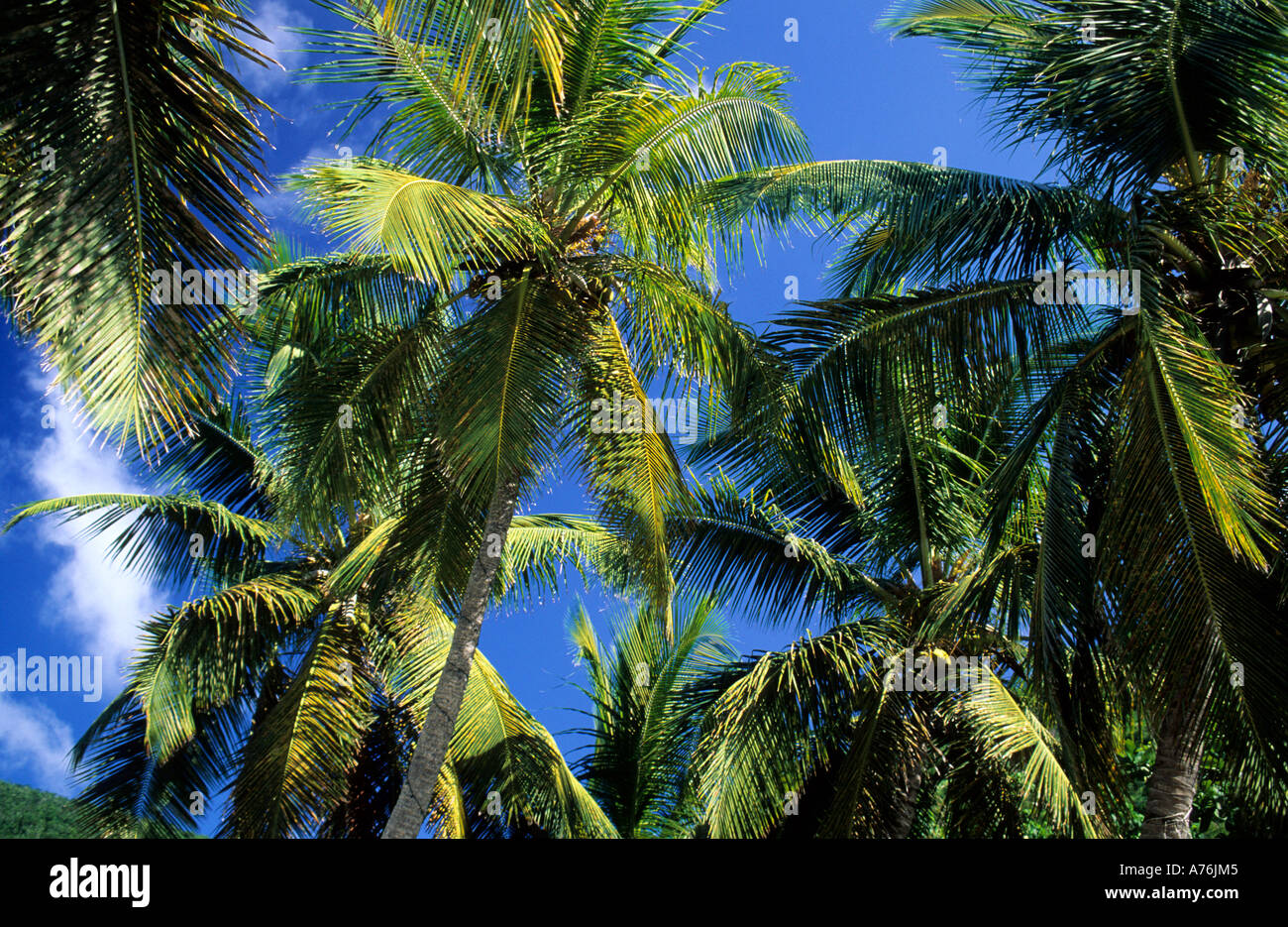 Le palme a grande porto Jost Van Dyke Island Isole Vergini Britanniche Foto Stock