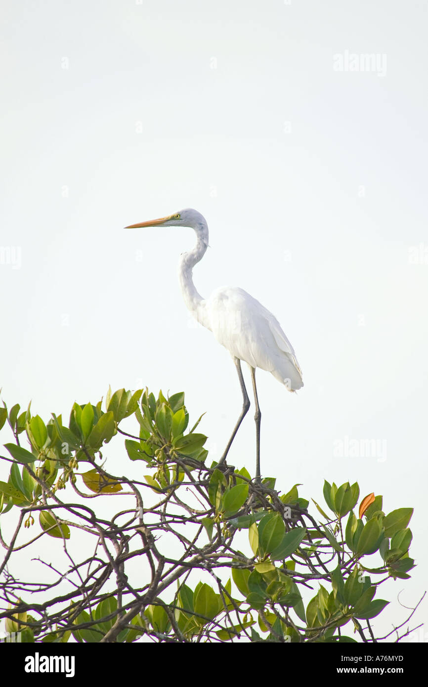 Un solitario Airone bianco maggiore (Ardea alba), Aka grande bianco o comune garzetta, appollaiato in un albero alto. Foto Stock