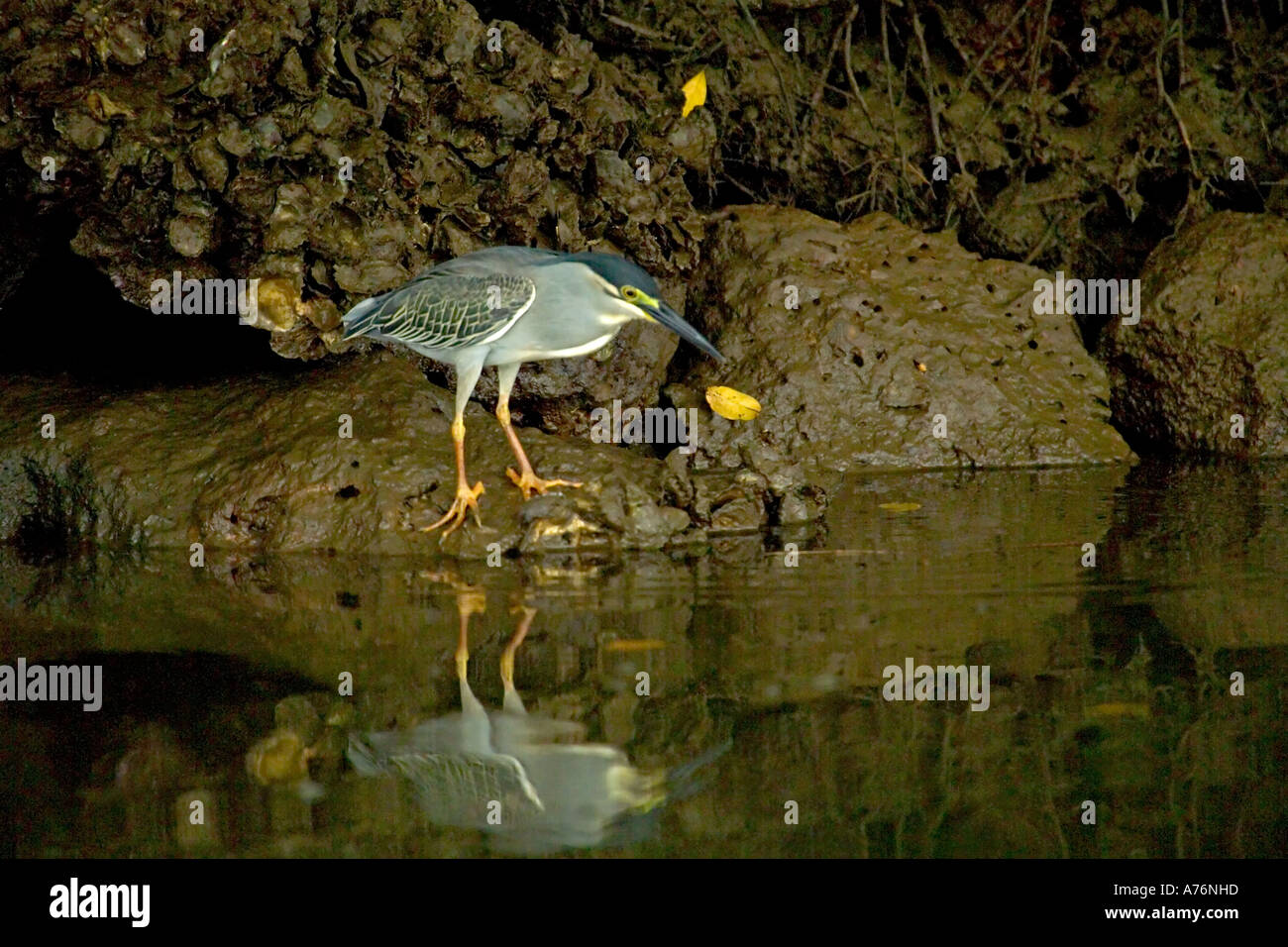 Un verde backed heron (butorides virescens) riflesso nel fiume come la caccia di piccoli pesci. Foto Stock